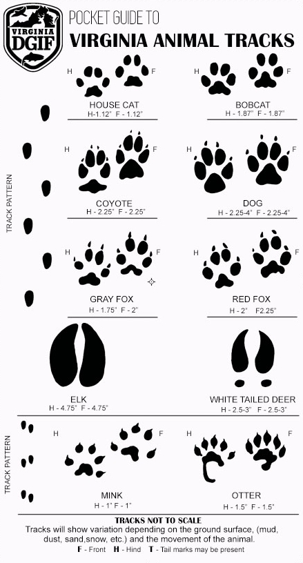 Wild Animal Paw Print Chart
