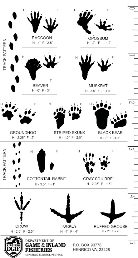 Animal Tracks Identification Chart