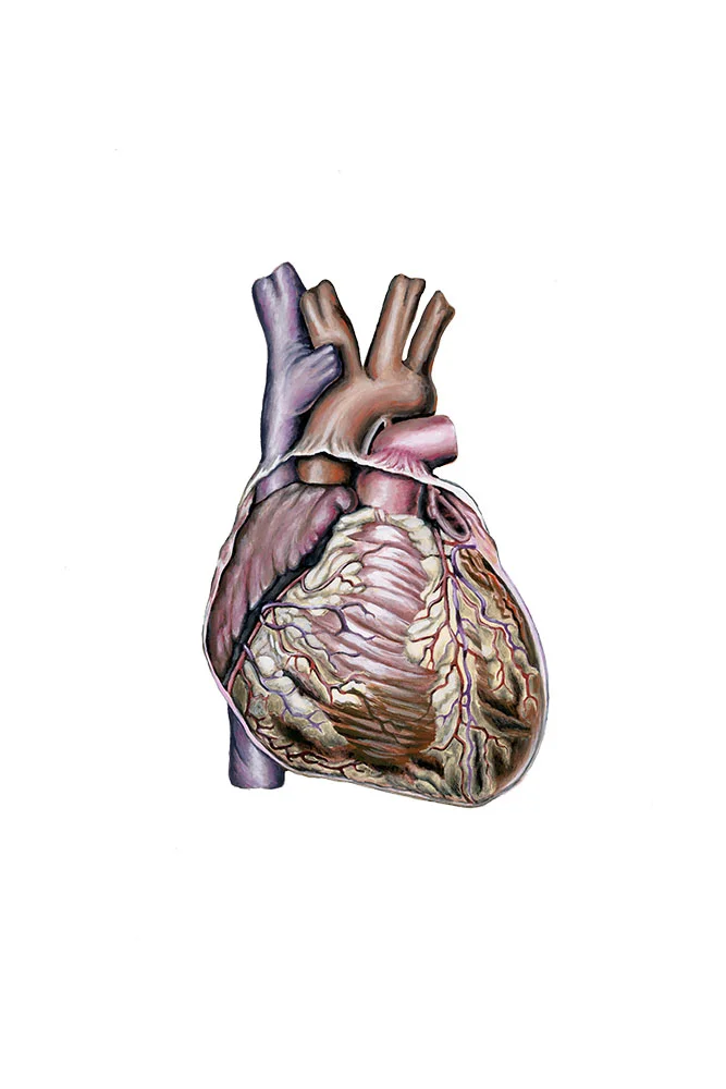 Heart