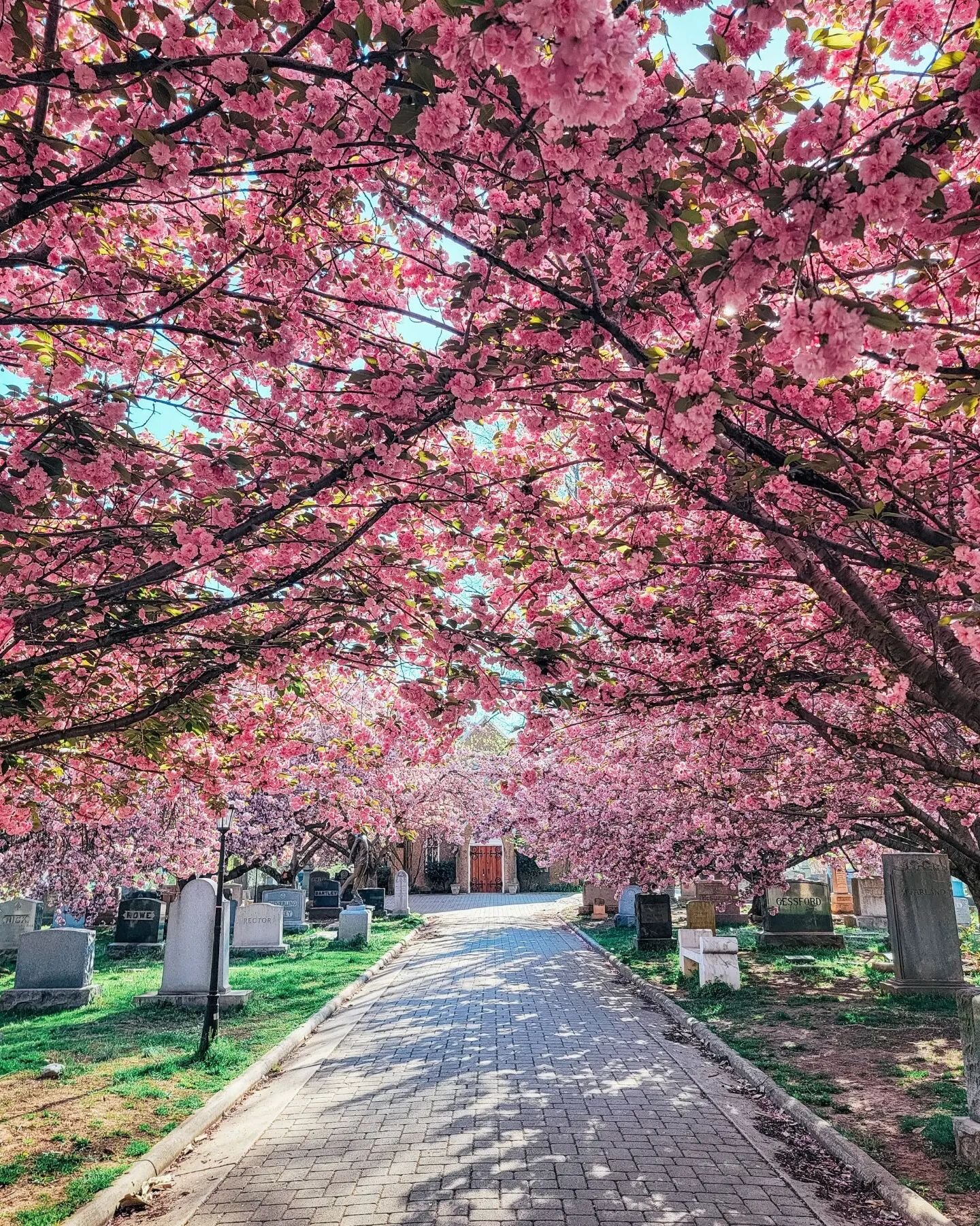 Congressional Cemetery strikes again! This time with Kwanzan blossoms 🌸 

While part of the walkways are lined with Okame Cherry Blossoms early in the spring, there are a HUGE number of Kwanzan Blossoms lining even more of them. All about pretty in 