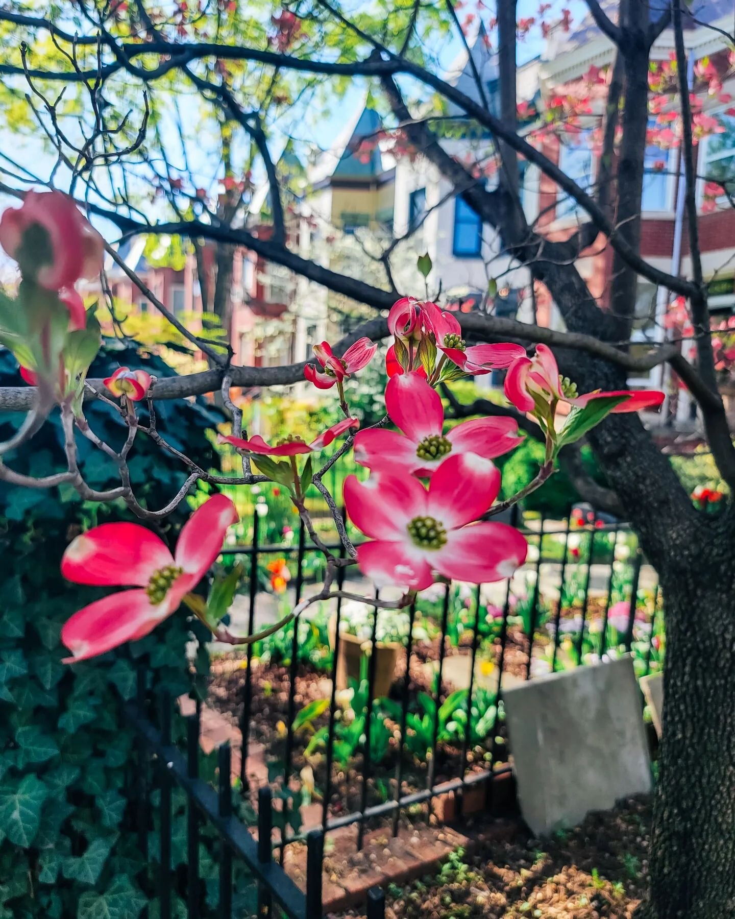 It's the most colorful time of the year 🎶

Everything is blooming everywhere all at once! From these gorgeous dogwood trees to the last of the cherry blossoms, tulips, wisteria, and the azaleas! 

DC is just absolutely filled with greens and pinks a