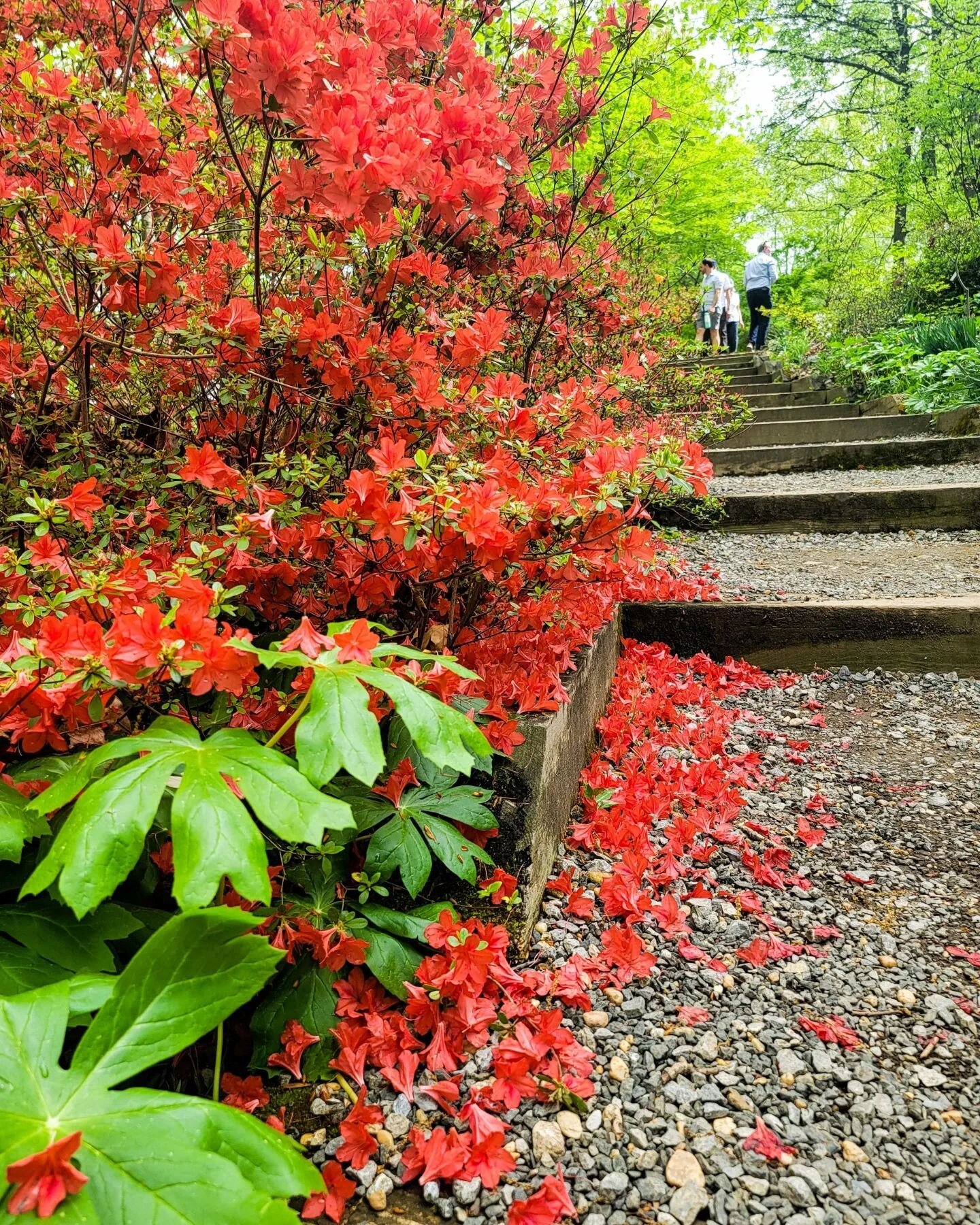 How to see the Azaleas at the National Arboretum:

The National Arboretum is free to visit and open daily from 8am to 5pm.  It's free to park at on Sundays. The R street entrance is closest to the azalea garden, but note that it's closed to cars afte