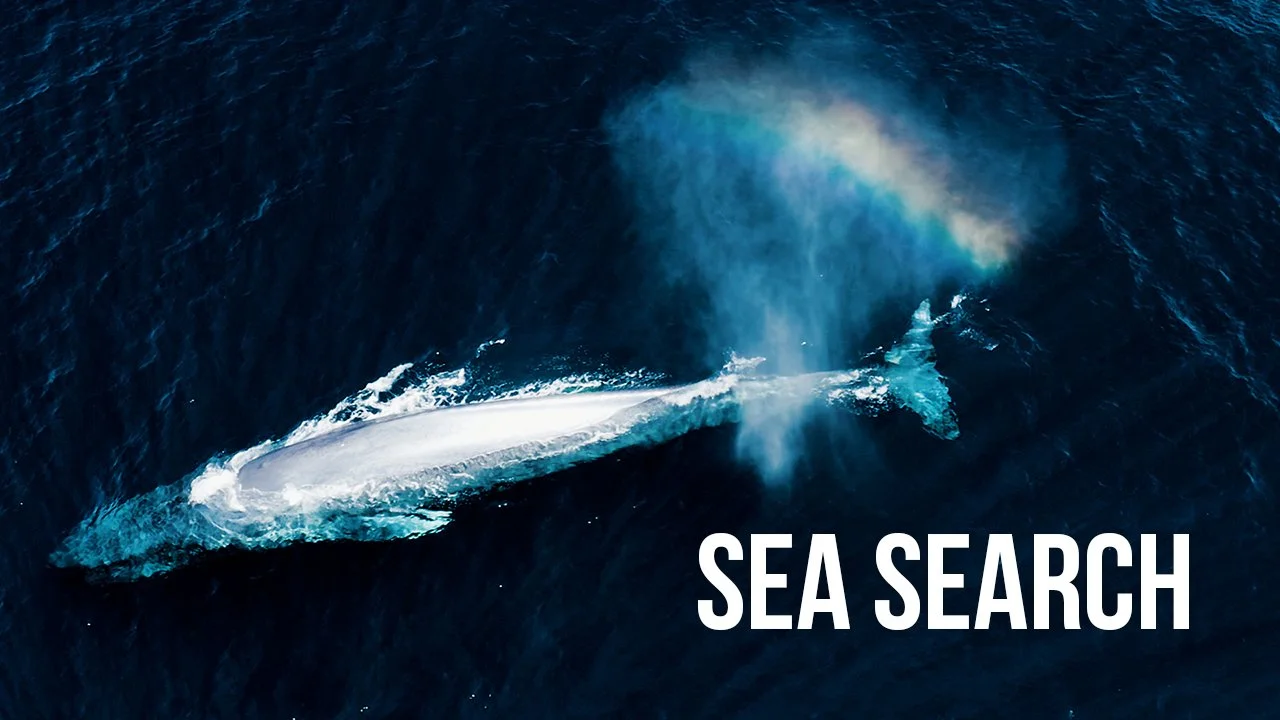 Blue Whales With Greenpeace Framework Films Artboard 720p Short