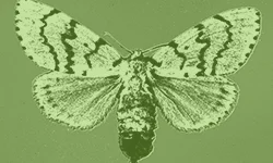 Invasive Species Project