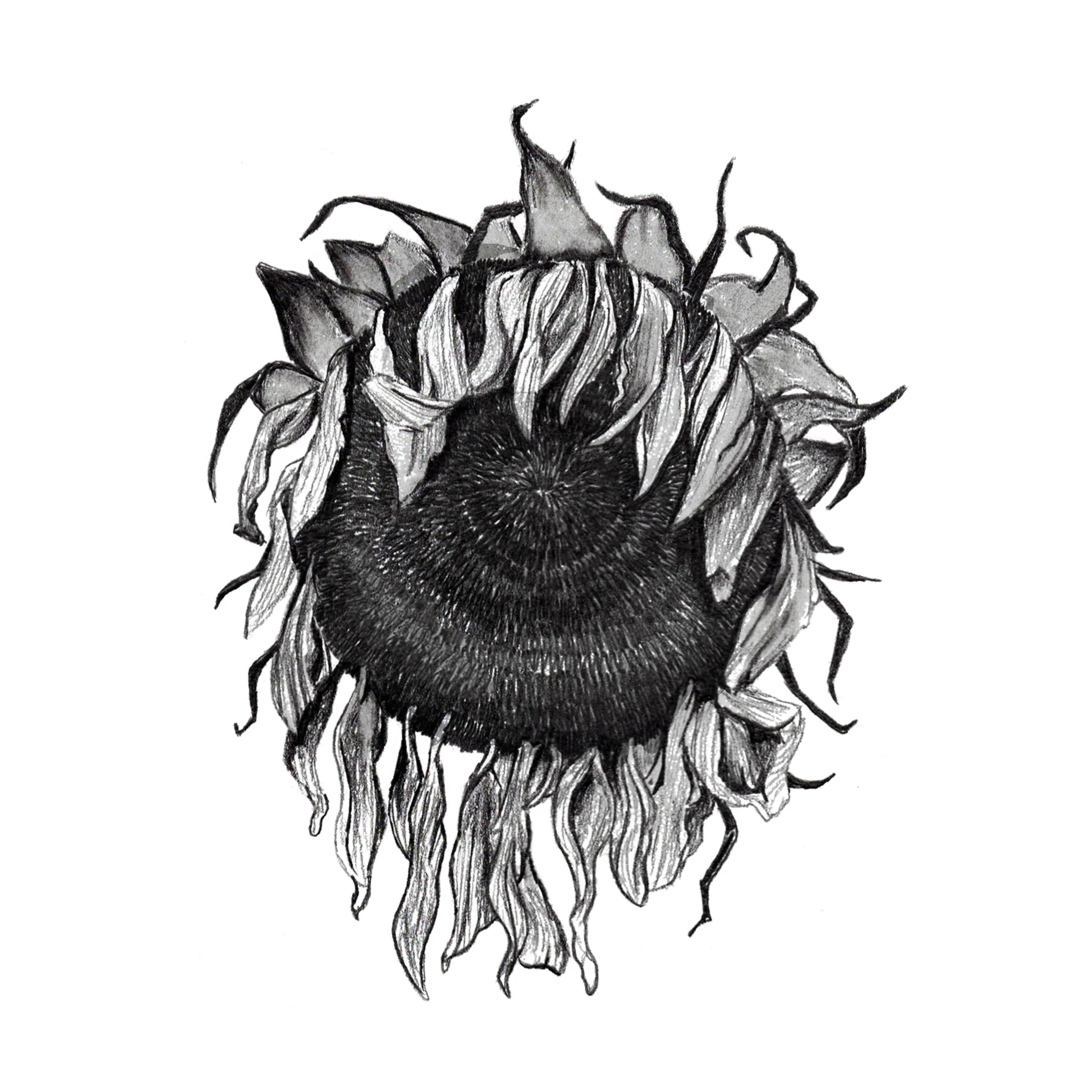 Sunflower_dead.jpg