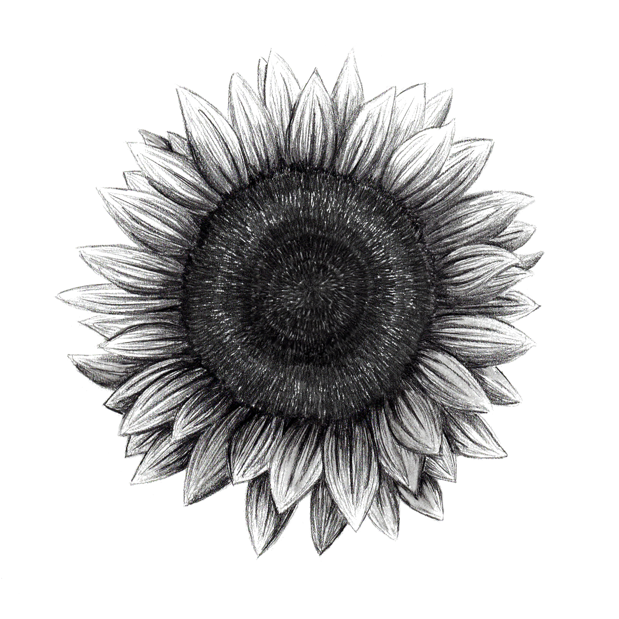 Sunflower_living.jpg