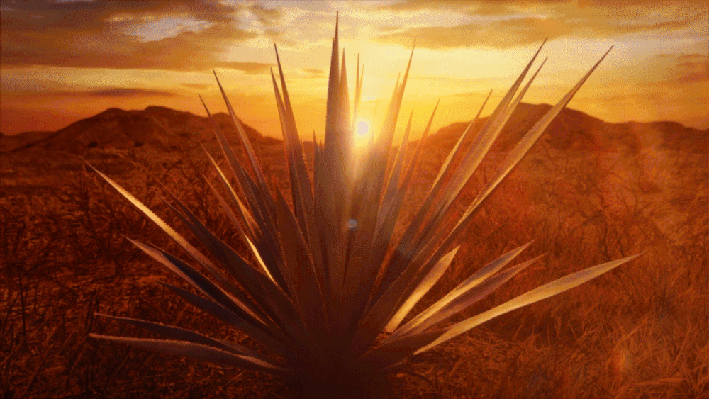 Codigo_Landscape_02.gif