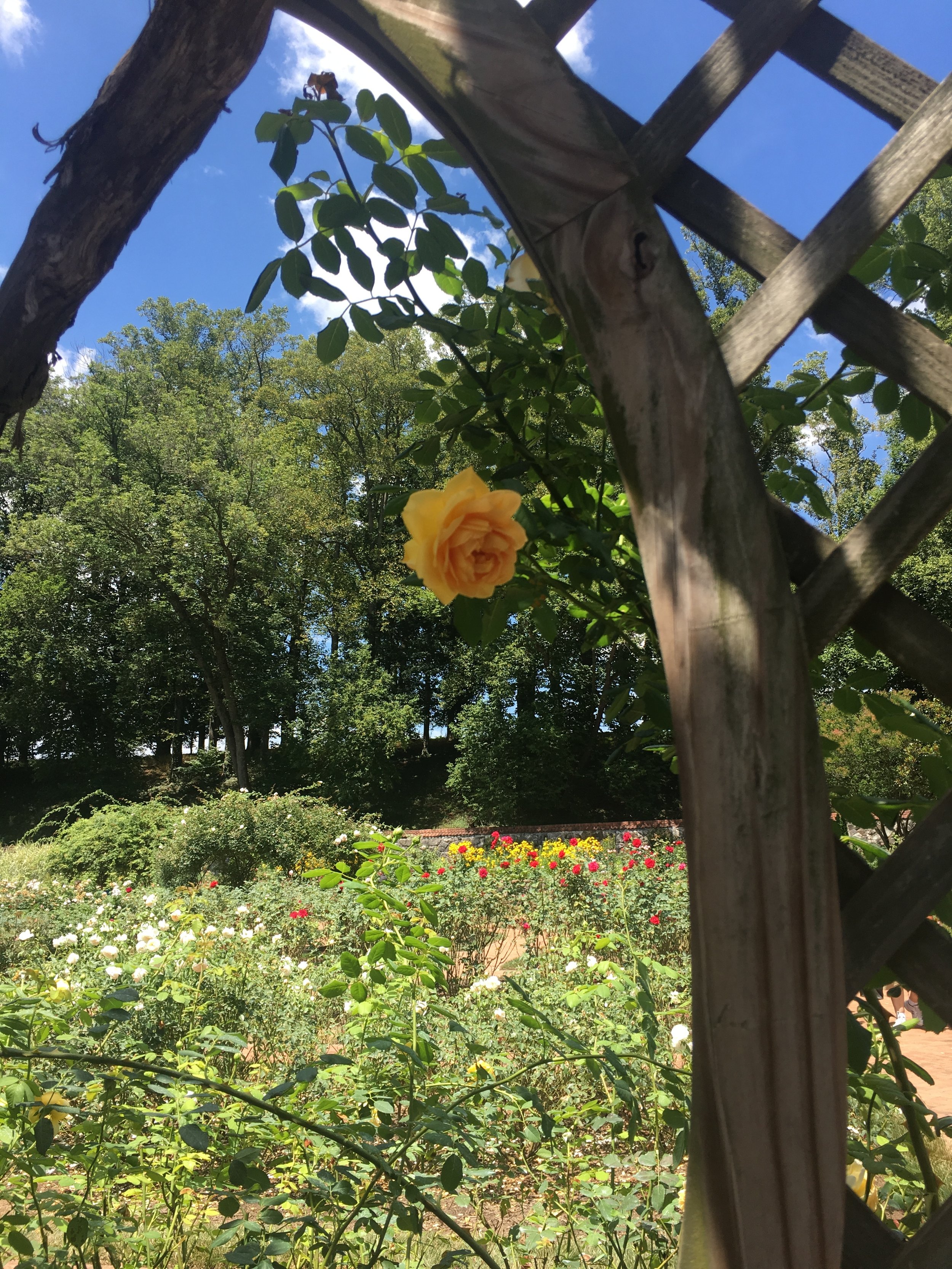 Rose Garden
