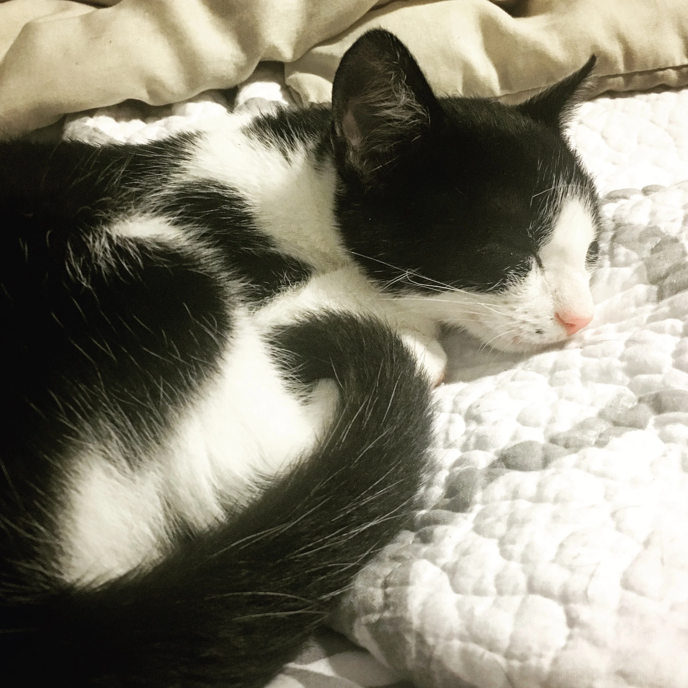 Soft kitty, warm kitty, little ball of fur......