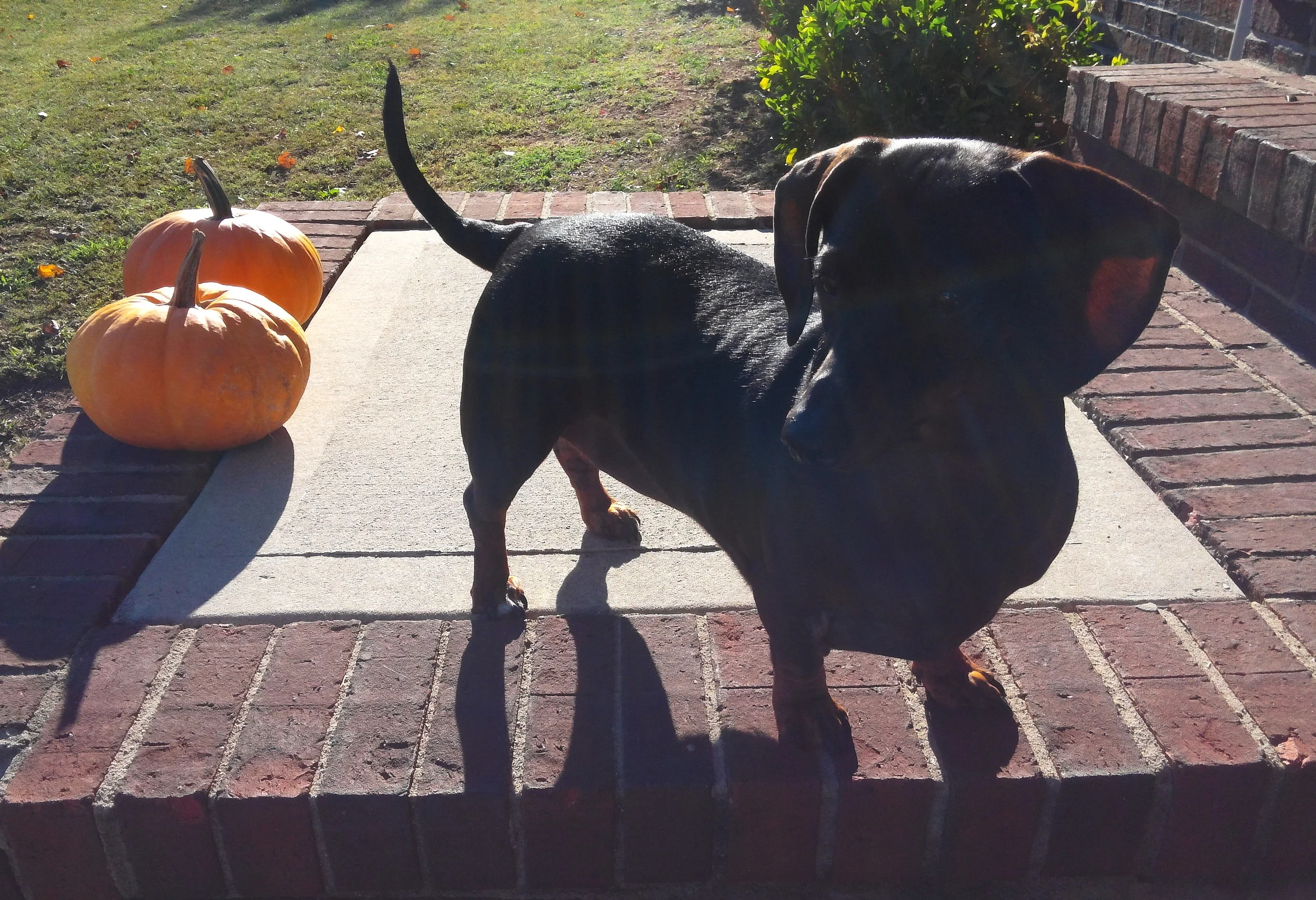My baby Penelope, last year, posing beside some pumpkins on our front stoop. 