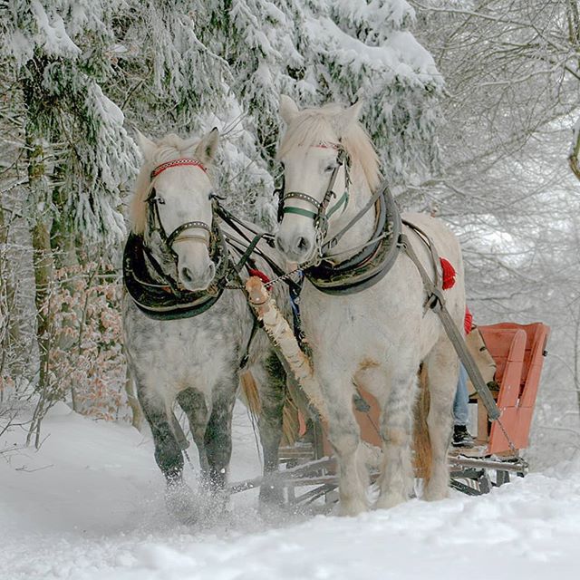 One of my favorite Christmas memories...the #sleighride of a lifetime in #winterparkcolorado circa 1999.  The most magical place in the world! We toasted marshmallows and drank hot chocolate in a foot of snow! #christmasmemories #family #celebration
