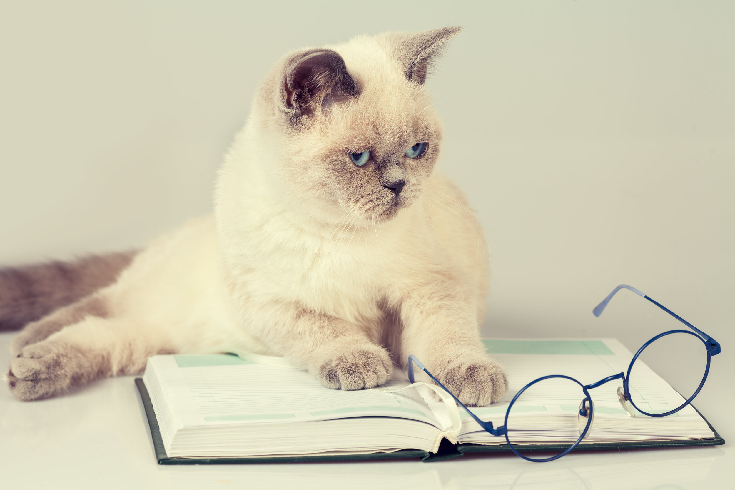 Even your cat has books.