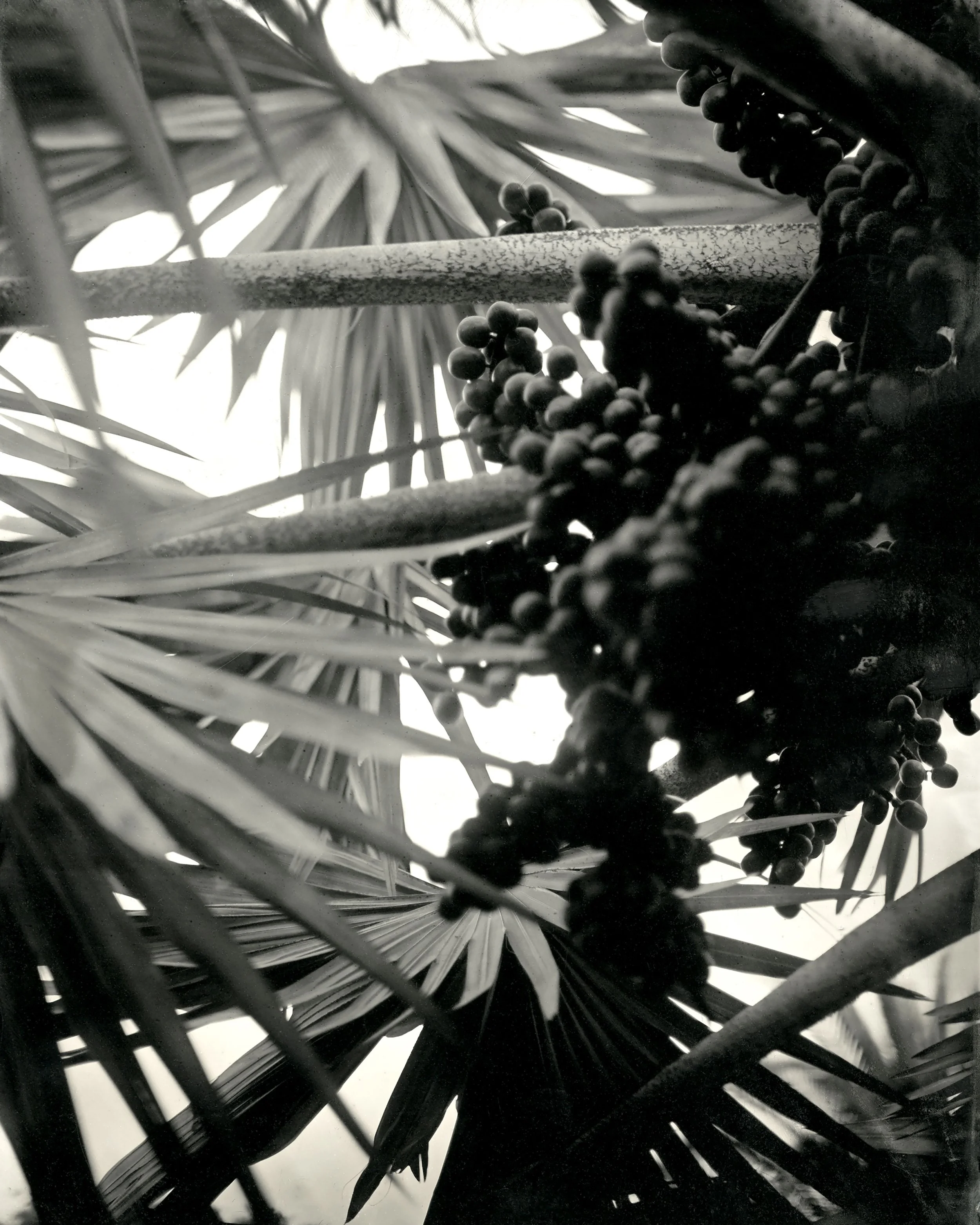 15.2020.4.4.FloraFarms.BismarkPalm.1.jpeg