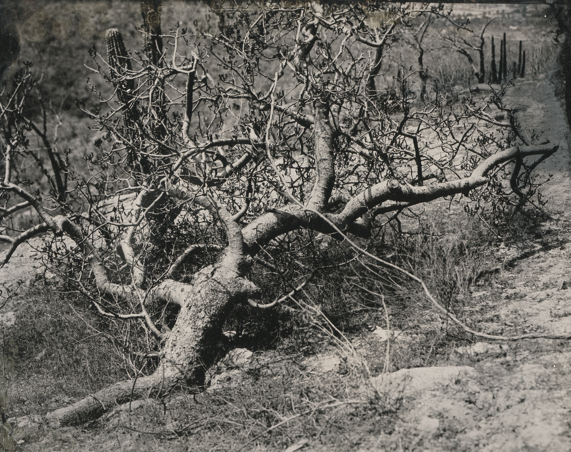Torote.MotoTintype.png