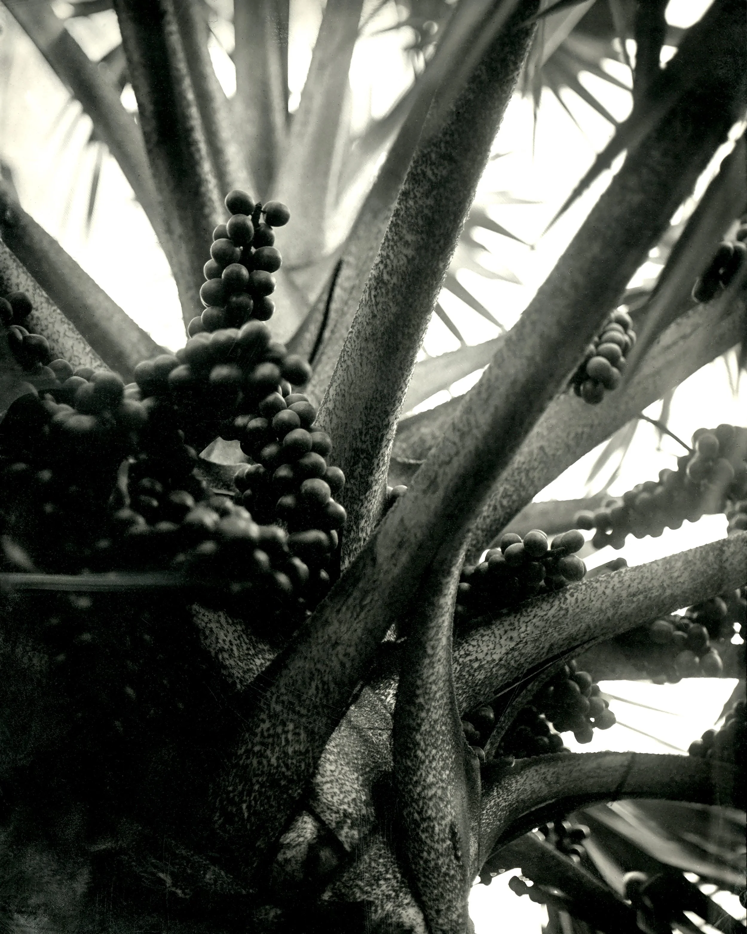 14.2020.4.4.FloraFarms.Bismark.Palm.2.jpeg