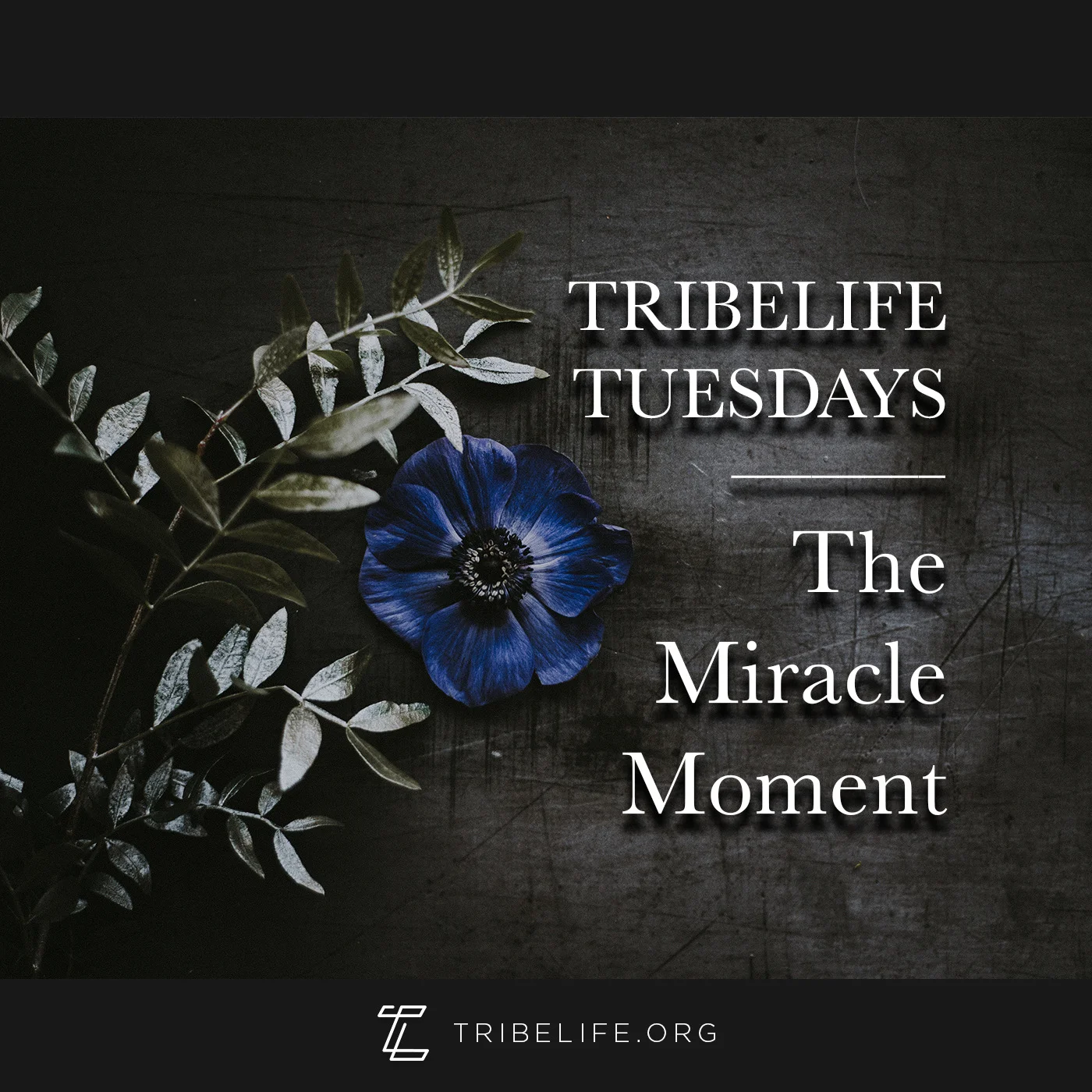 The Miracle Moment 