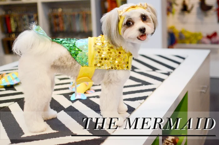 dog halloween costumes