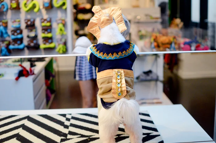 pharaoh dog costume