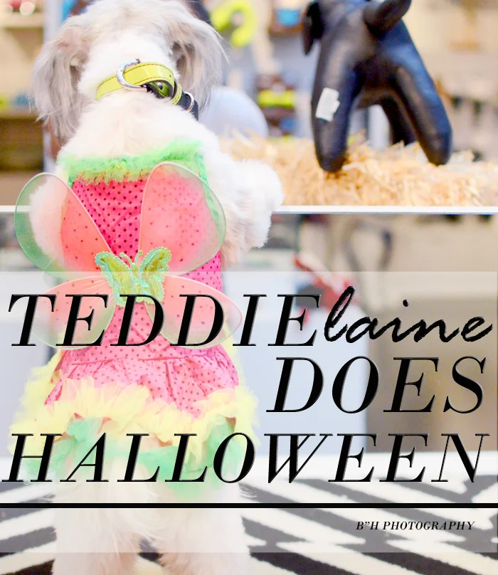 dog halloween costumes