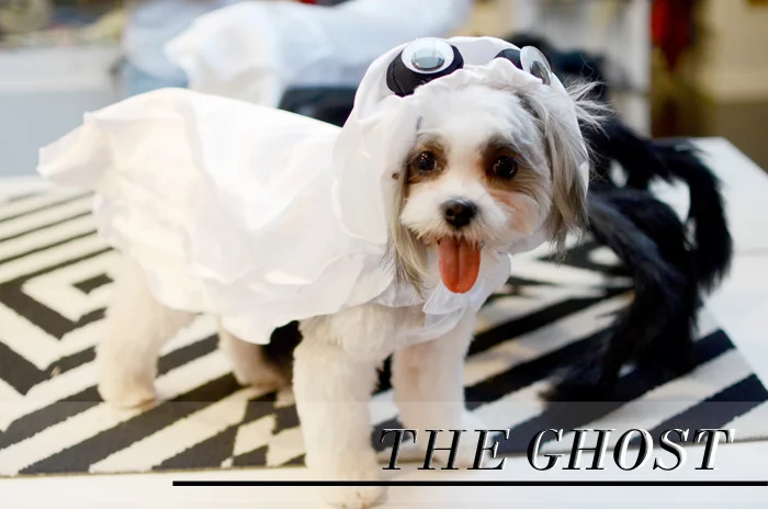 dog halloween costumes