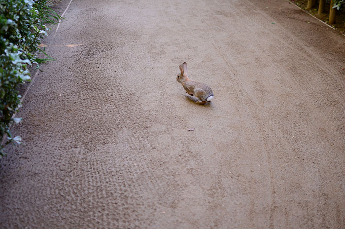 bunny palm springs