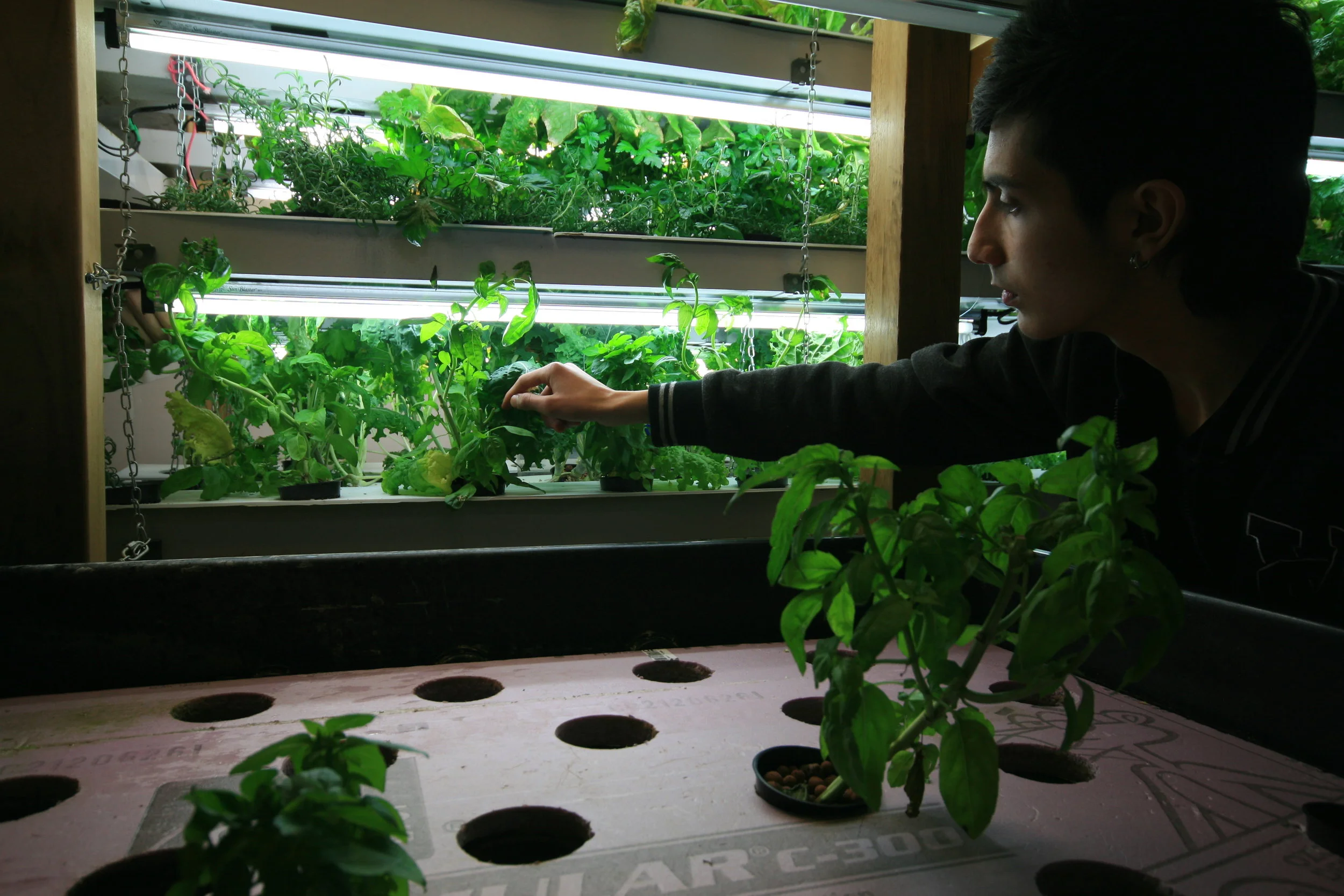  producing both fresh vegetables and tilapia in an otherwise unused storage space. 