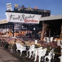 FRUIT BASKET