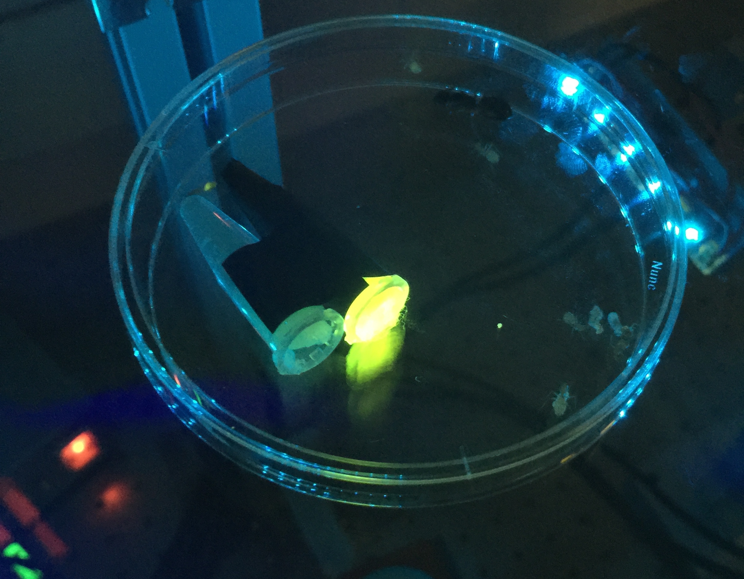 Fluorescent ants and larvae! WOW. 