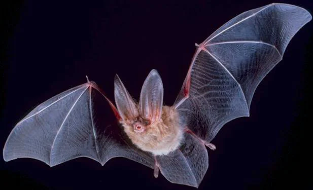 Bat flight is an excellent example of a system where instability is necessary for fast adpatation on the wing. 