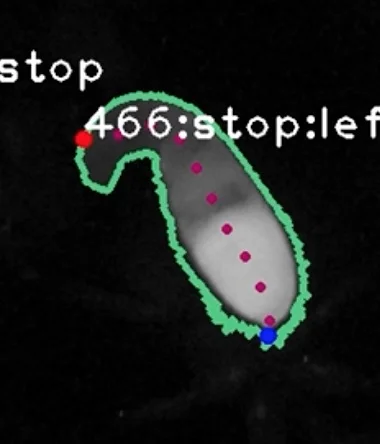 fimlarva copy.jpg