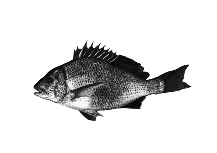 Black Bream - A2 Print