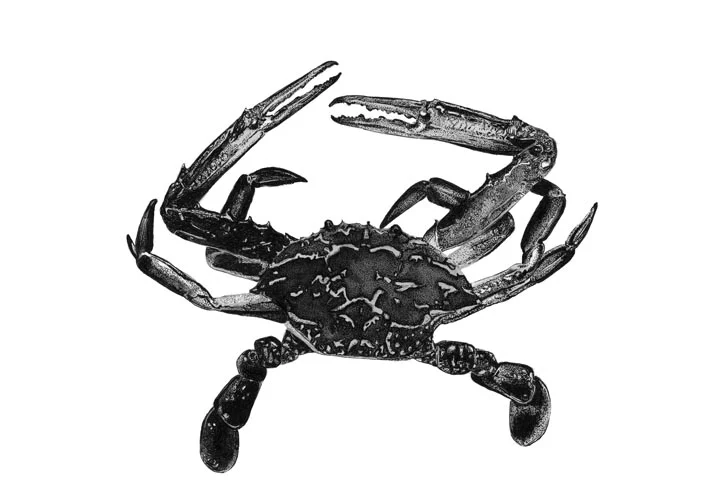 Blue Manna Crab - A2 Print