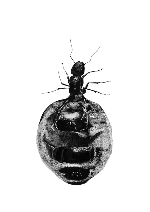 Honey Ant - A2 Print