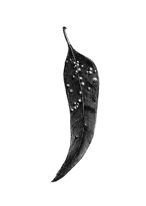 Lerp on Gum Leaf - A4 Print