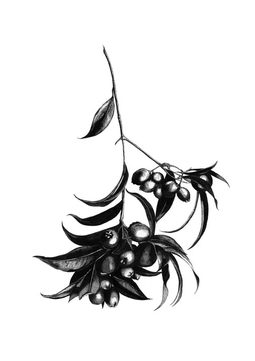 Lilly Pilly - A1 Print