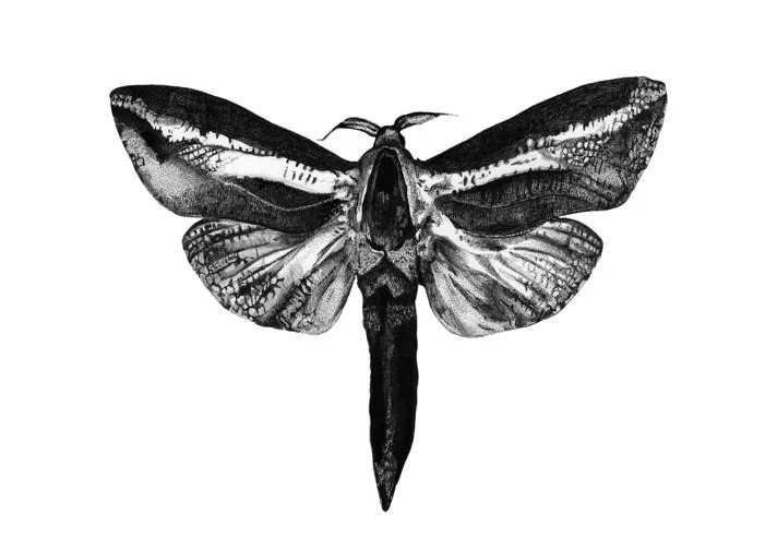 Witchetty Moth - A2 Print