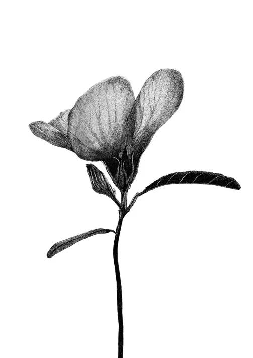 Native Hibiscus - A3 Print