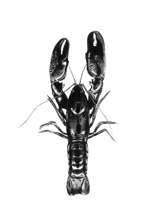 Yabby - A4 Print