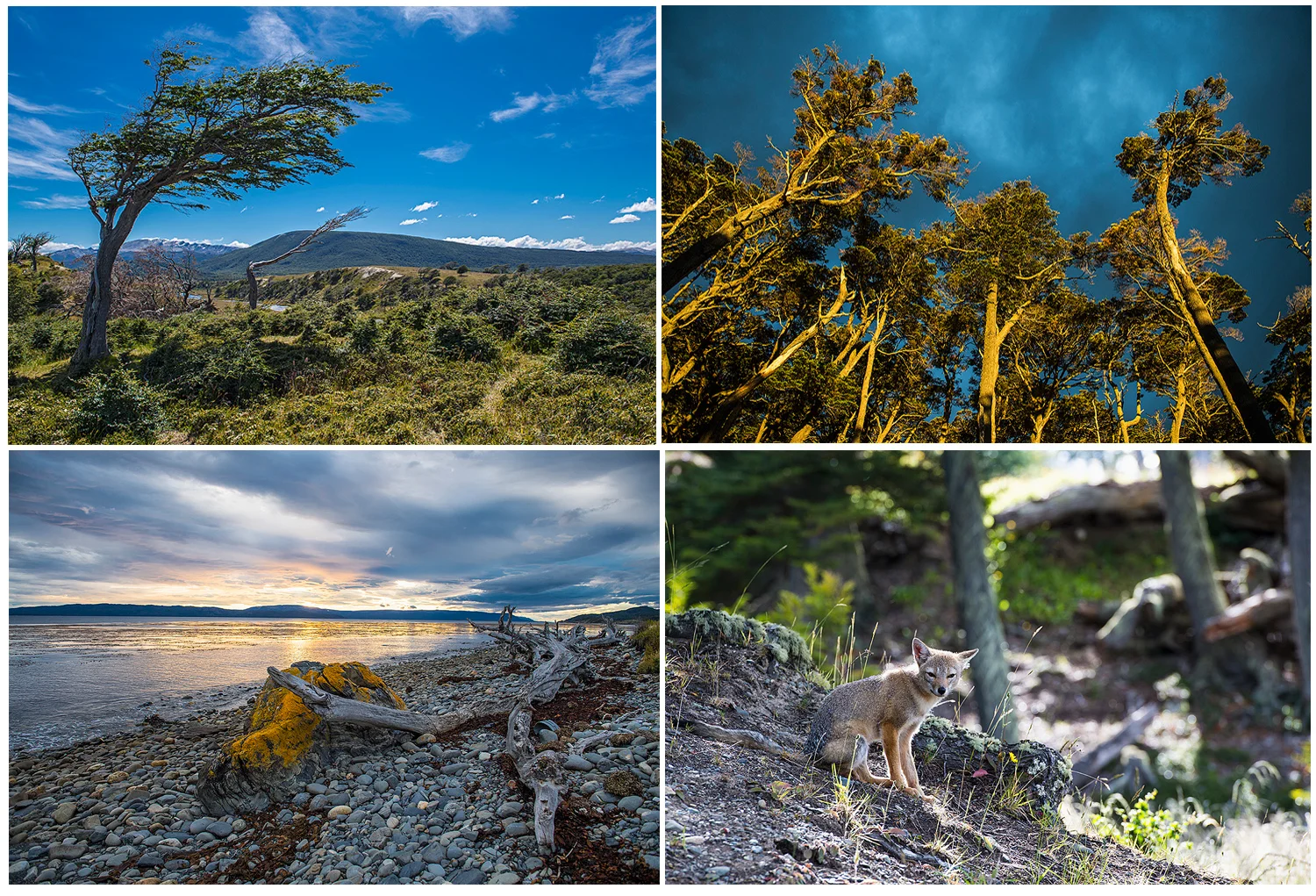 scenery and wildlife in Patagonia