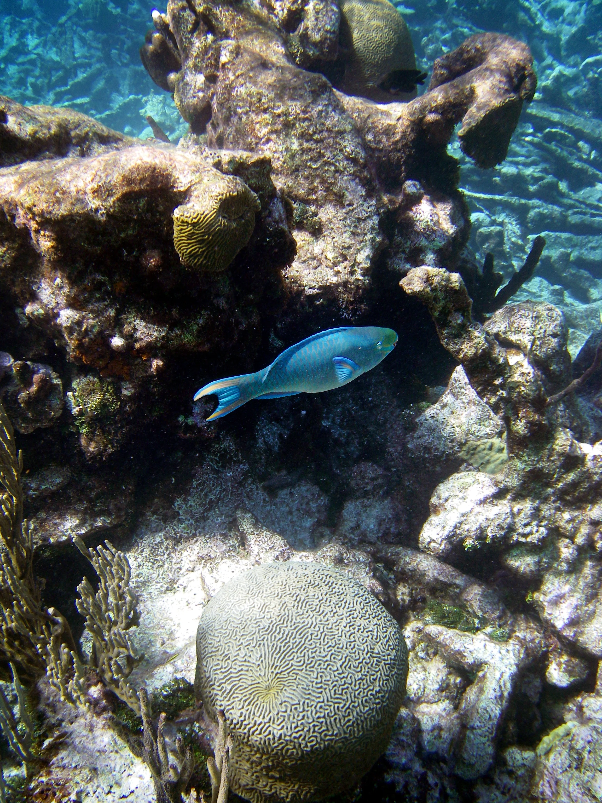 Parrotfish.jpg