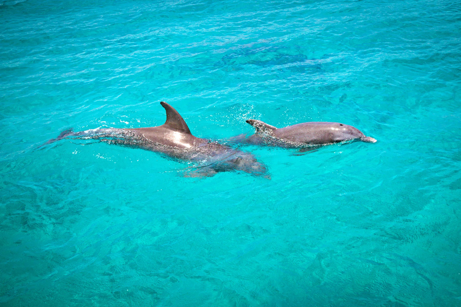 Dolphins-Swim.jpg