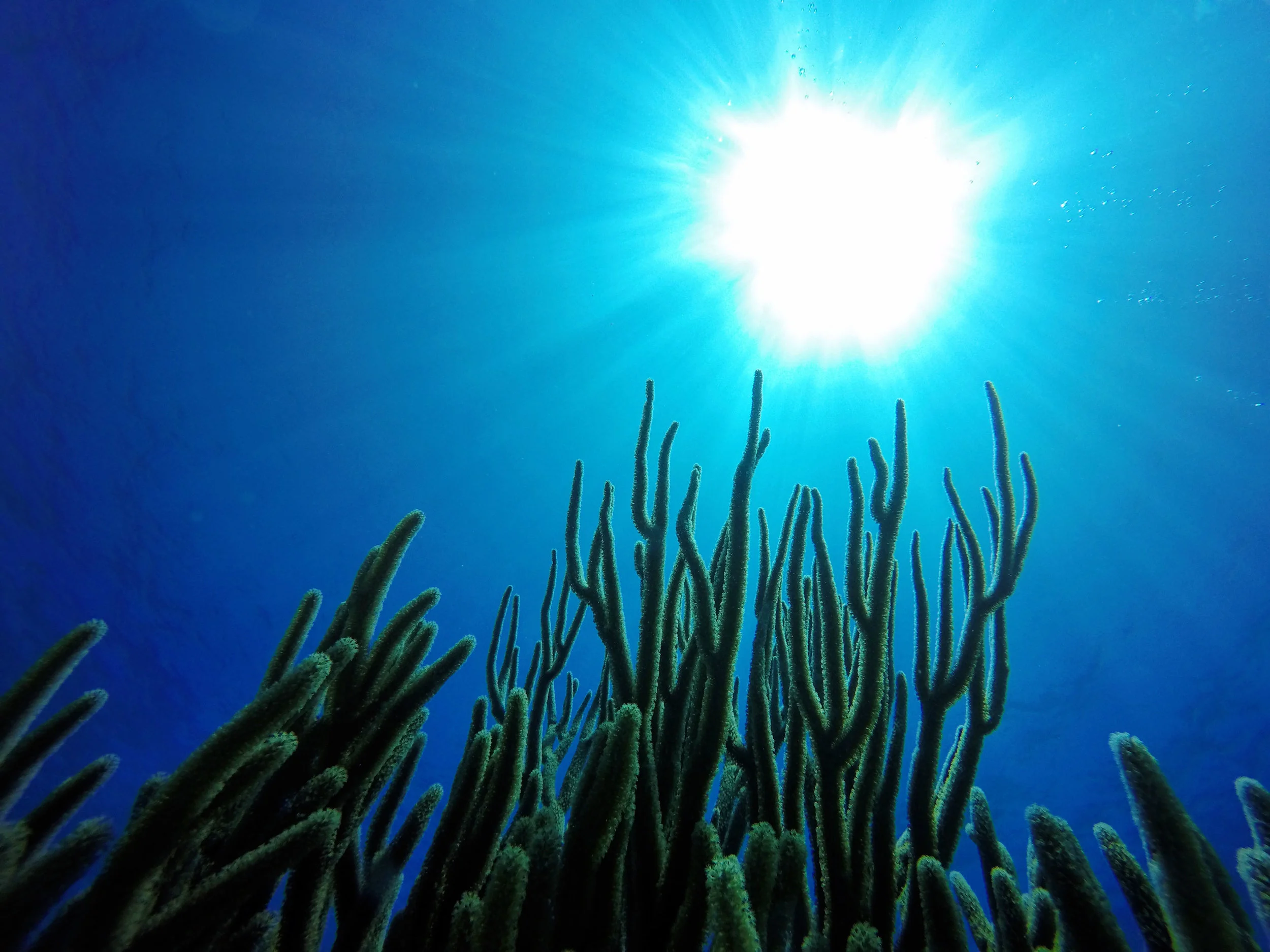 GorgonianCoral-Underwater.jpg