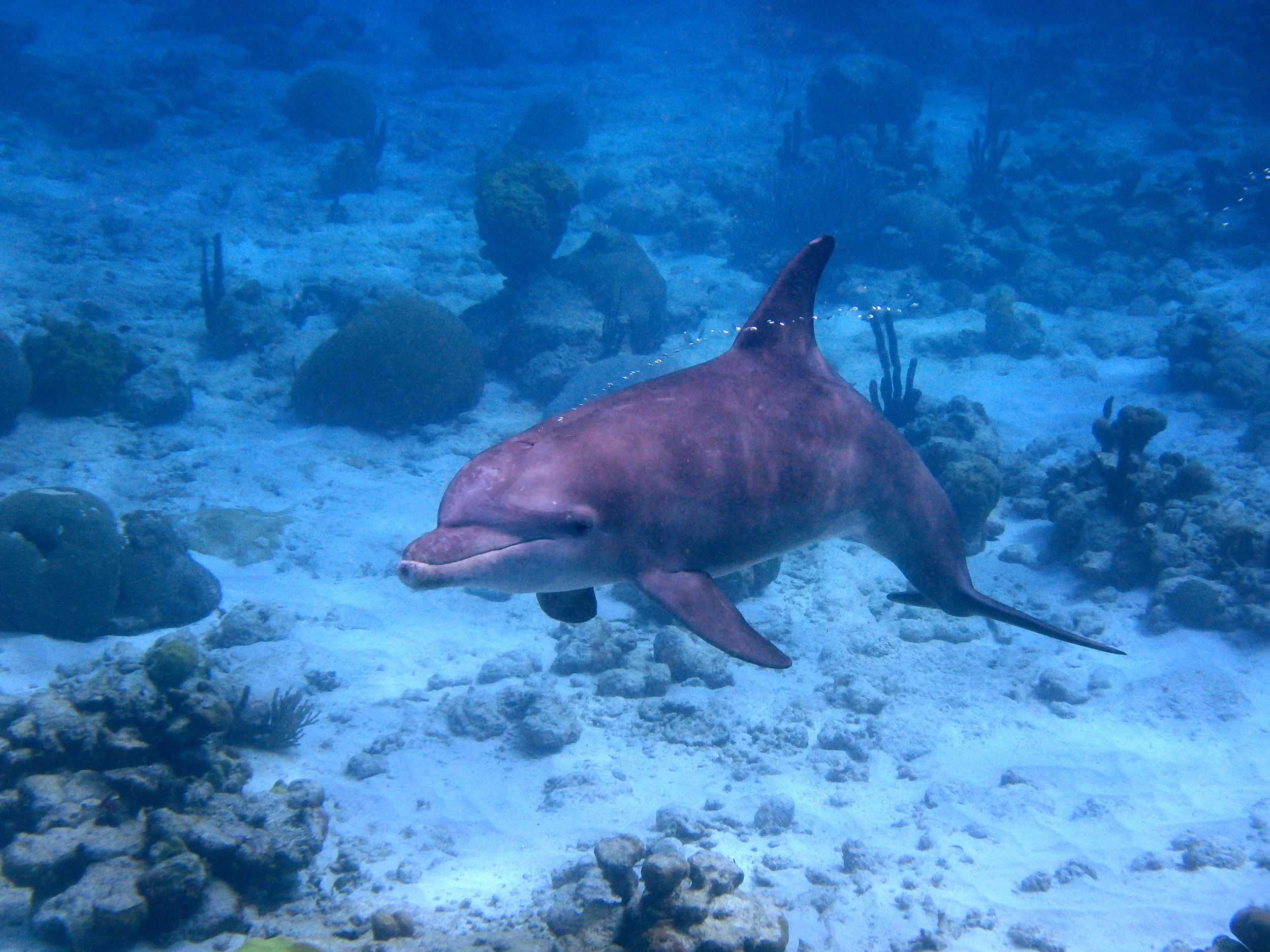 Dolphin-Bubbles.jpg