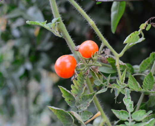 Screen Shot 2018-06-09 at 12.36.05 PM.png