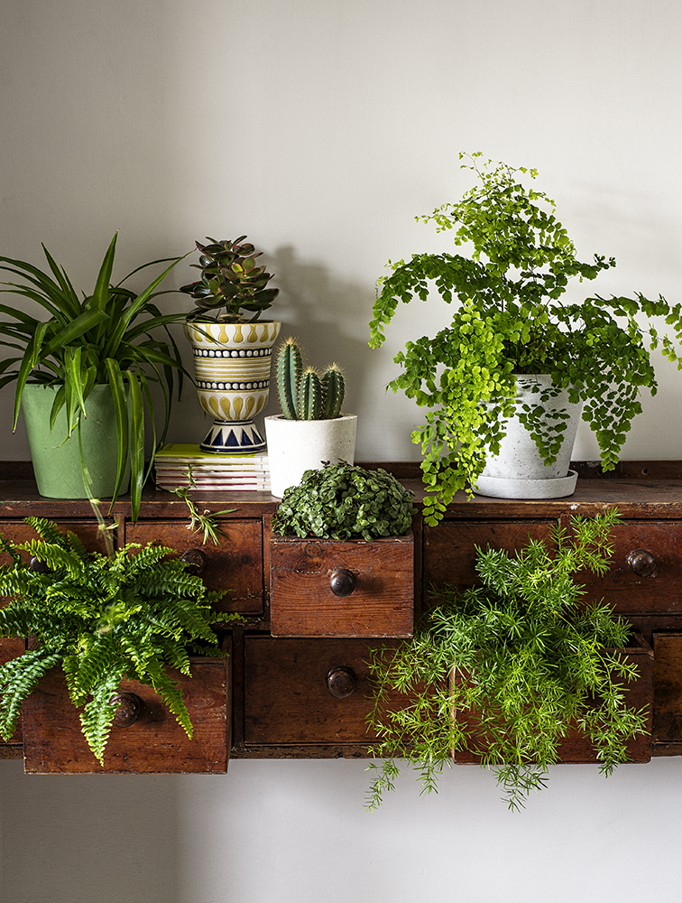 Guardian_House_Plants_032.jpg