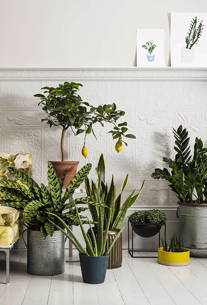 Guardian_House_Plants_064.jpg