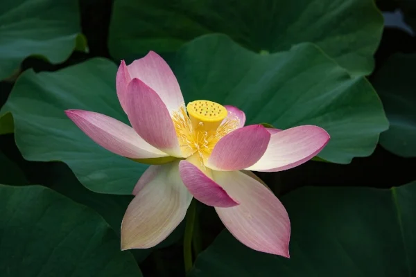 water-lily-3063133_1920.jpg