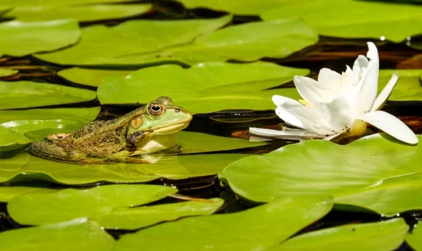 frog-2504507_1920.jpg
