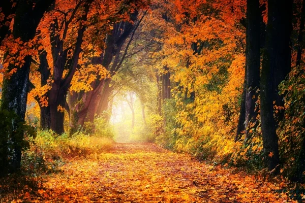 autumn-3186876_1920.jpg