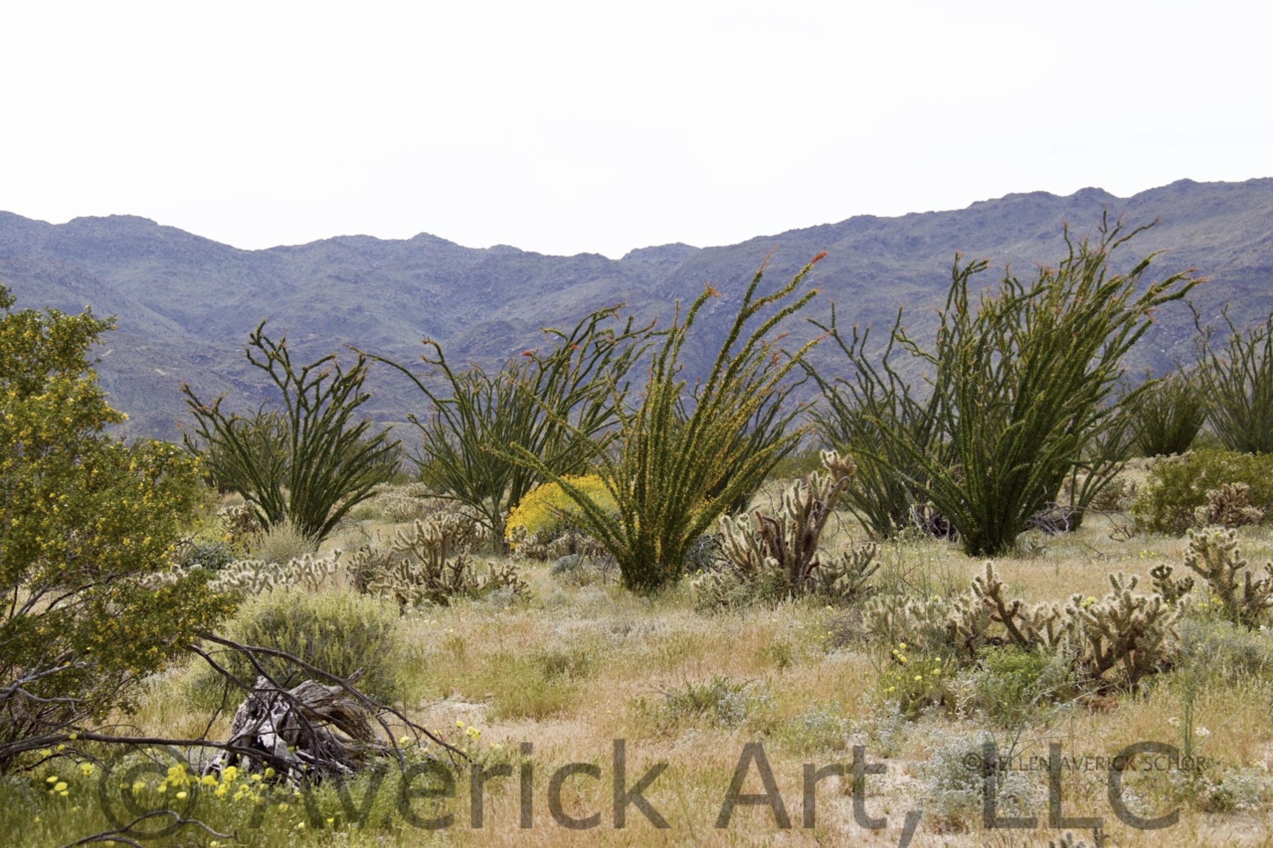©️ 2017 Averick Art, LLC. All Rights Reserved. Desert #-0041.jpg